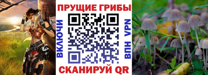 Псилоцибиновые грибы Cubensis  Купить где  Велиж 